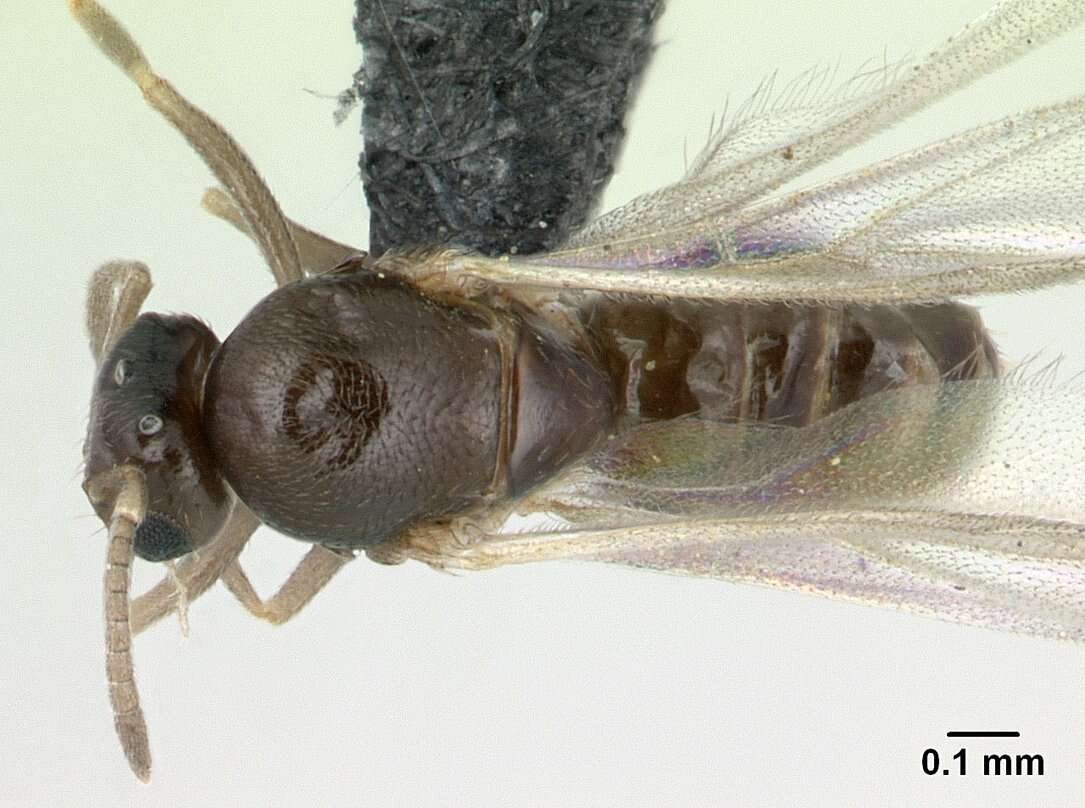 Brachymyrmex cordemoyi Forel 1895 resmi