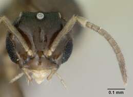 Brachymyrmex cordemoyi Forel 1895 resmi