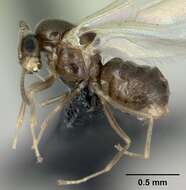 Brachymyrmex cordemoyi Forel 1895 resmi