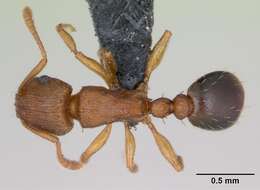 Image of Ant