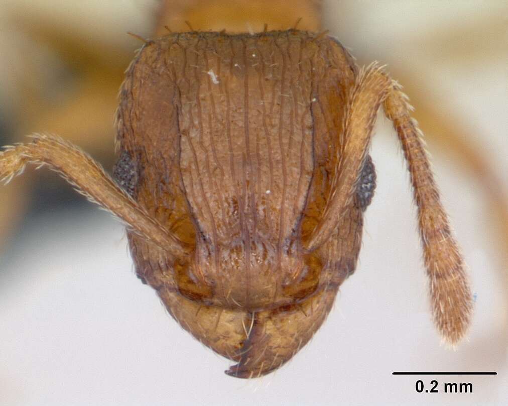 Image of Ant