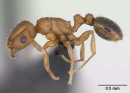 Image of Ant
