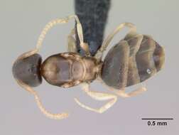 Image of Ant