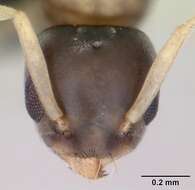 Image of Ant