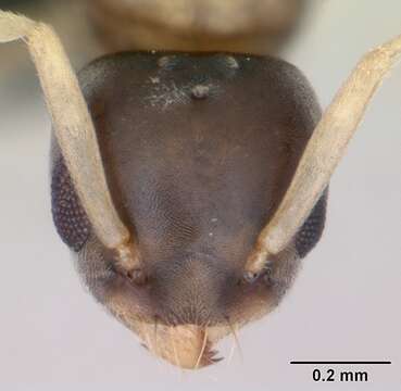 Image of Ant