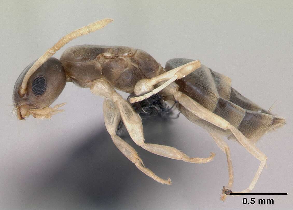 Image of Ant