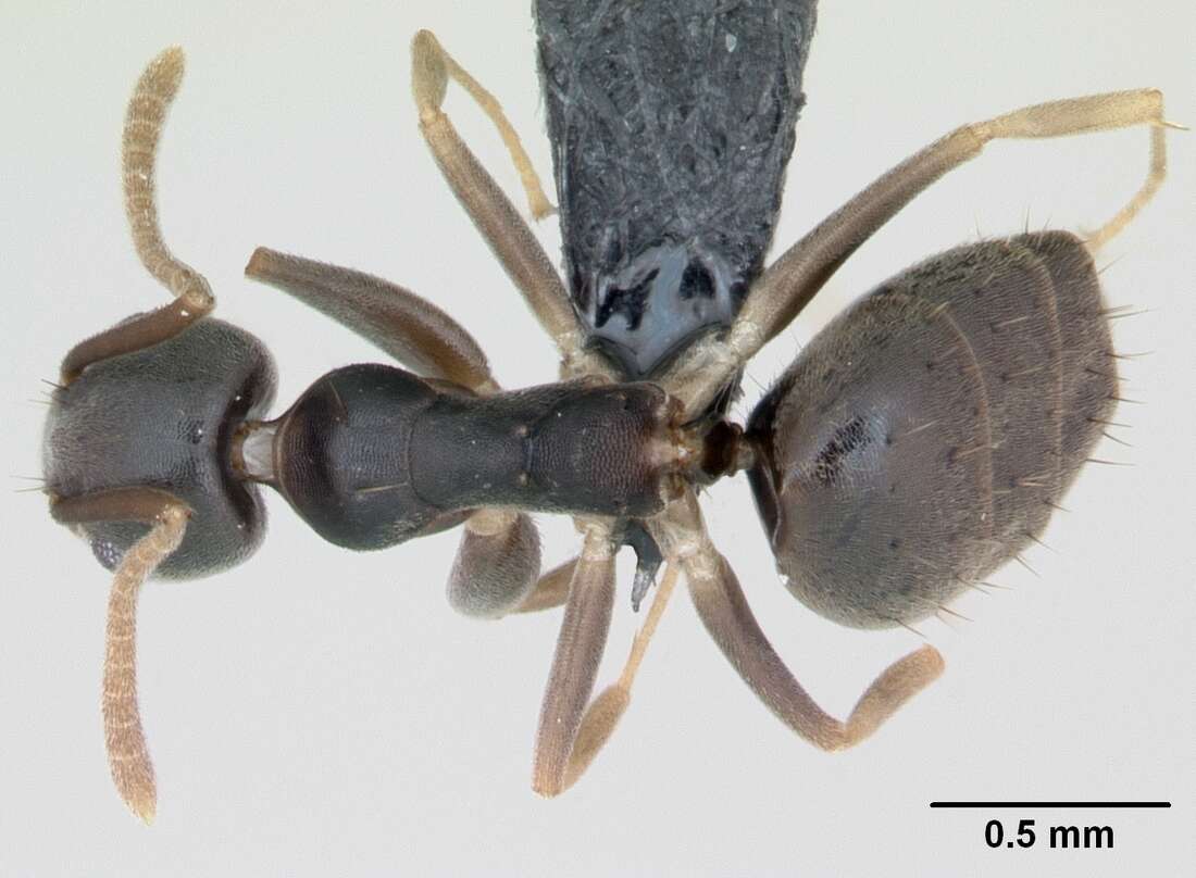 Image of Technomyrmex vitiensis