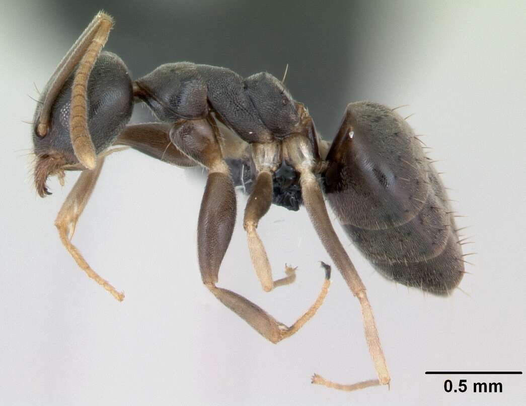 Image of Technomyrmex vitiensis