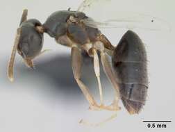 Image of Technomyrmex vitiensis