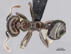 Image of Crematogaster lobata Emery 1895