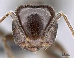 Image of Crematogaster lobata Emery 1895