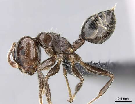 Image of Crematogaster lobata Emery 1895