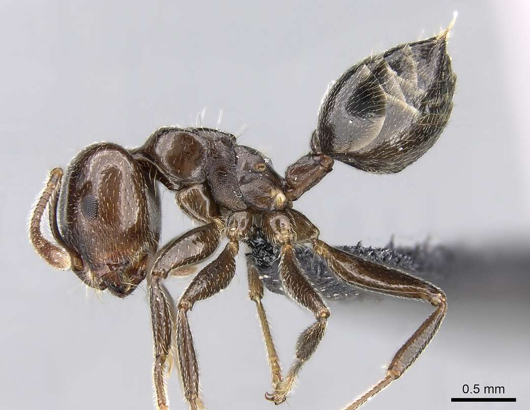 Image of Crematogaster lobata Emery 1895