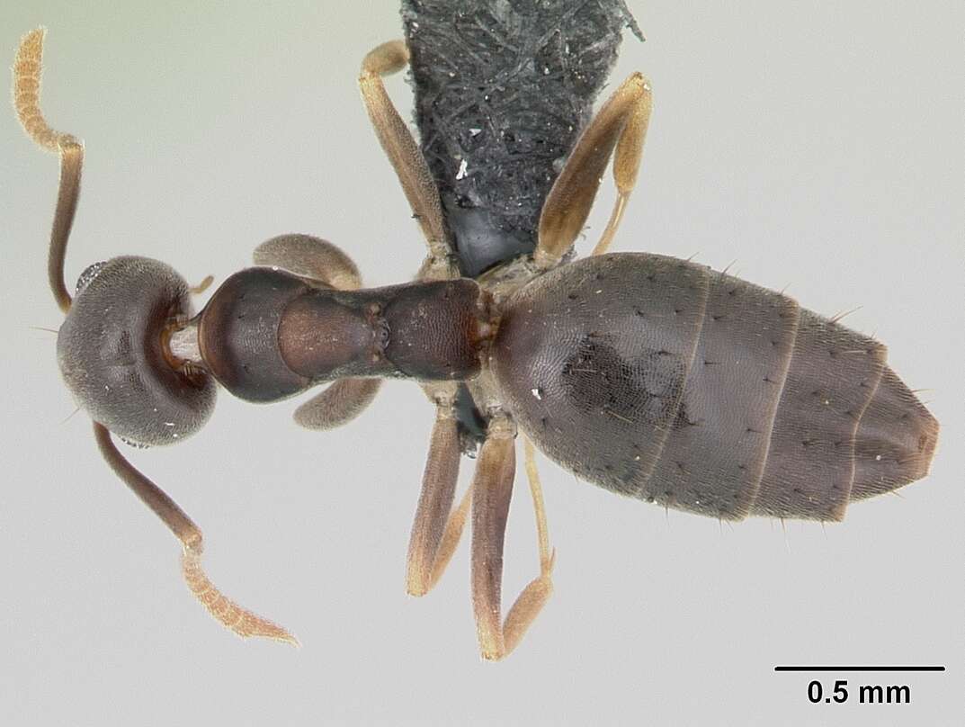 Image of Technomyrmex vitiensis