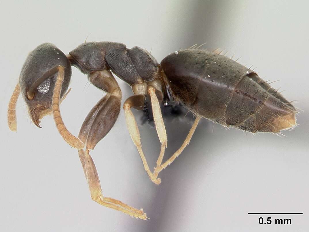 Image of Technomyrmex vitiensis