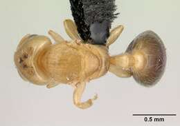 Image of Melissotarsus insularis Santschi 1911