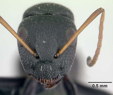 Image of Camponotus grandidieri Forel 1886