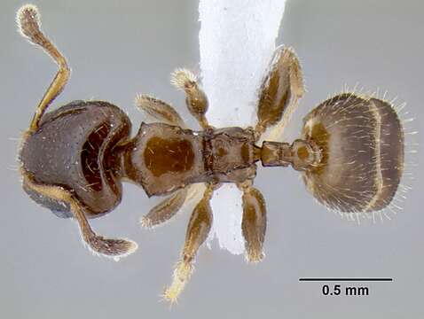 Image of Gauromyrmex