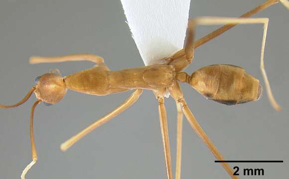 Imagem de Leptomyrmex fragilis (Smith 1859)