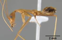 Plancia ëd Leptomyrmex fragilis (Smith 1859)