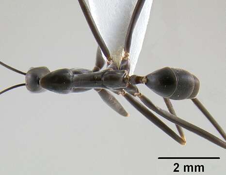 Image of Leptomyrmex mjobergi Forel 1915