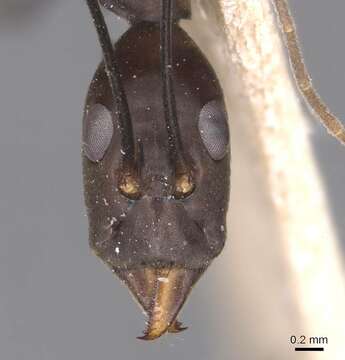 Image of Leptomyrmex niger Emery 1900