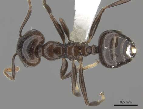 Image of Crematogaster madagascariensis Andre 1887