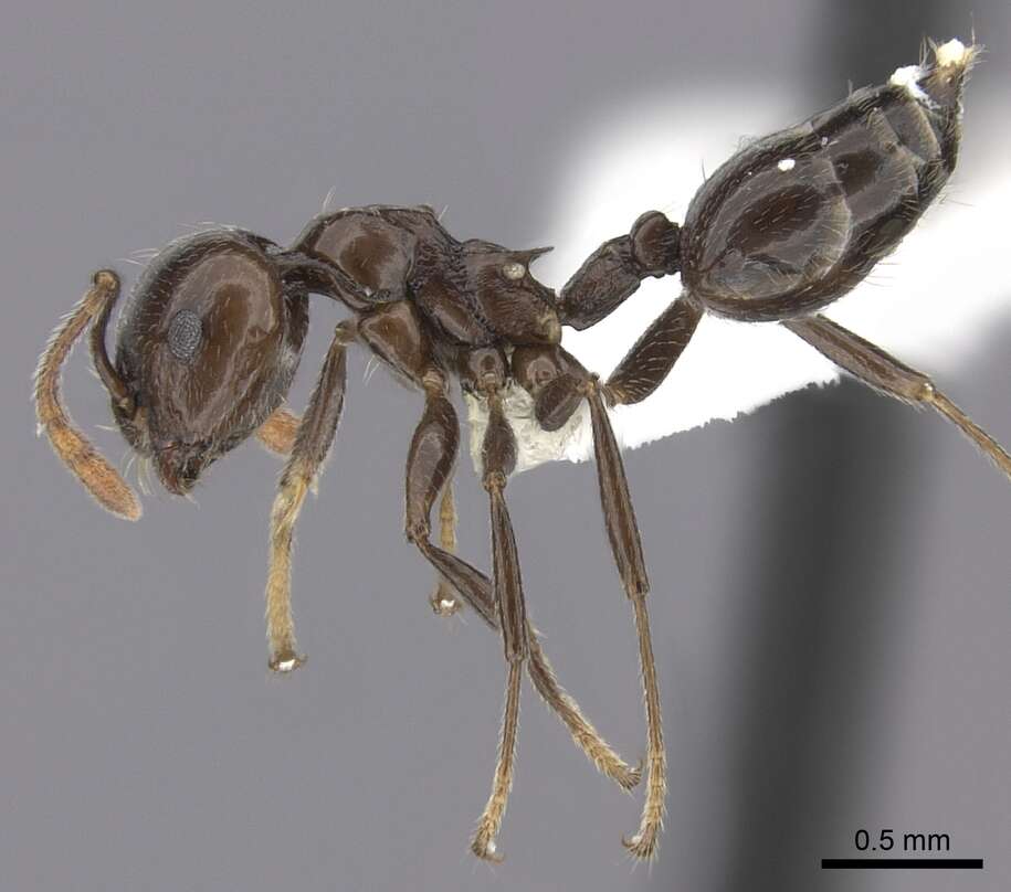 Image of Crematogaster madagascariensis Andre 1887