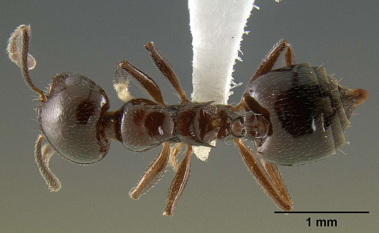 Image of <i>Crematogaster malala</i>