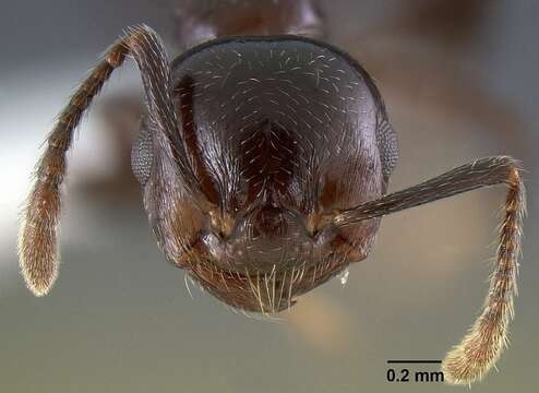 Image of <i>Crematogaster malala</i>