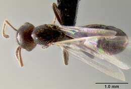 Image of Crematogaster aberrans Forel 1892