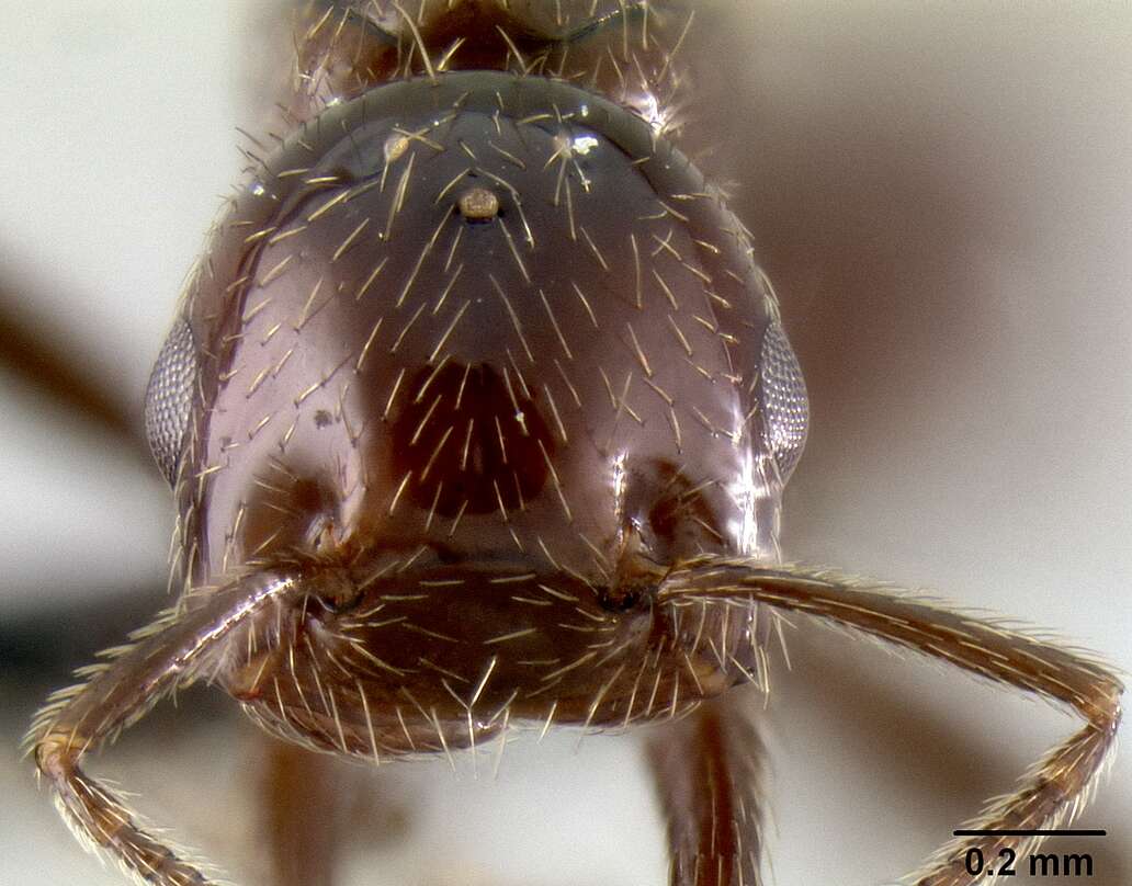 Image of Crematogaster aberrans Forel 1892