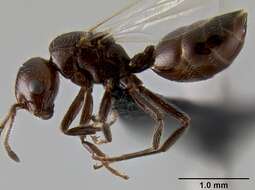 Crematogaster aberrans Forel 1892 resmi