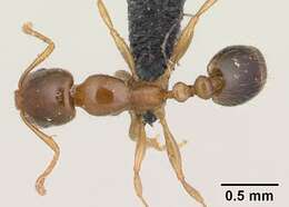 Image of Erromyrma latinodis