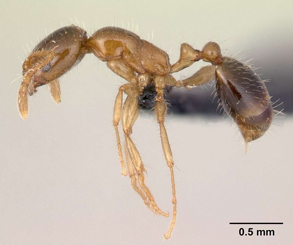 Image of Erromyrma latinodis