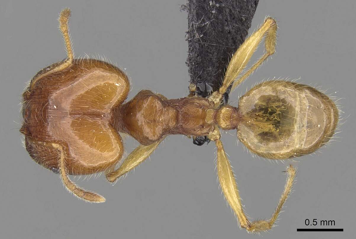 Image of Pheidole decepticon