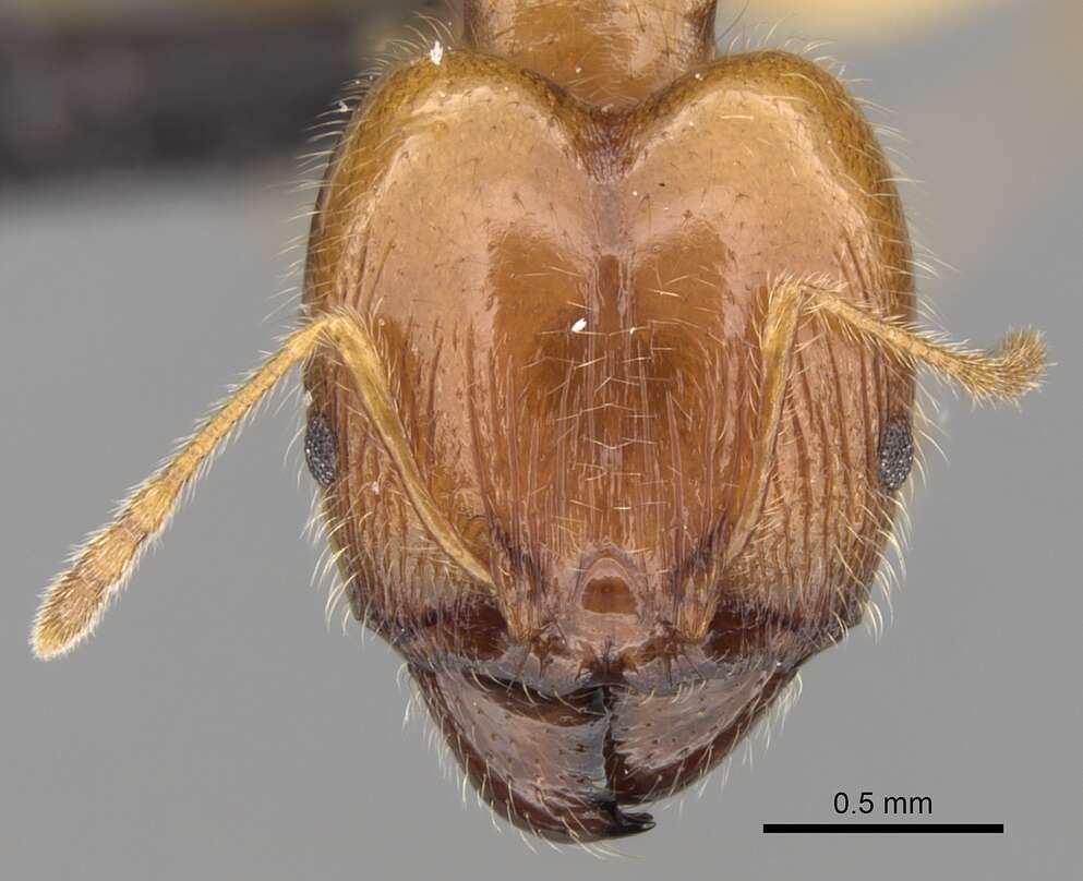 Image of Pheidole decepticon