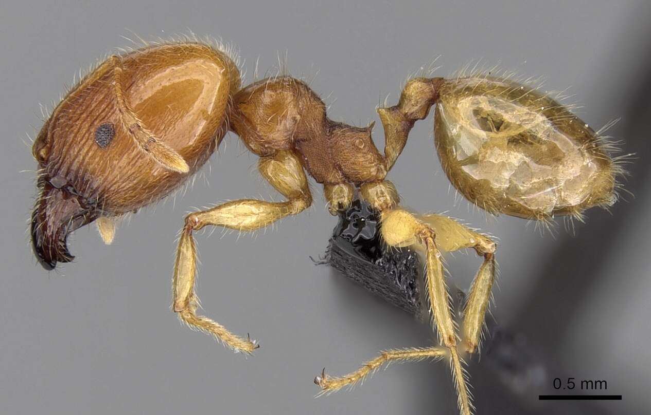 Image of Pheidole decepticon