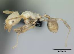 Image of Pheidole jonas Forel 1907