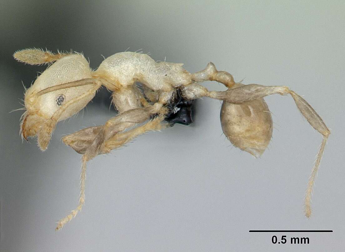 Image of Pheidole jonas Forel 1907