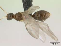 Image of Hypoponera johannae (Forel 1891)