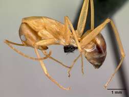 Image of Camponotus strangulatus