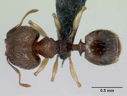 Image of Pheidole jonas Forel 1907