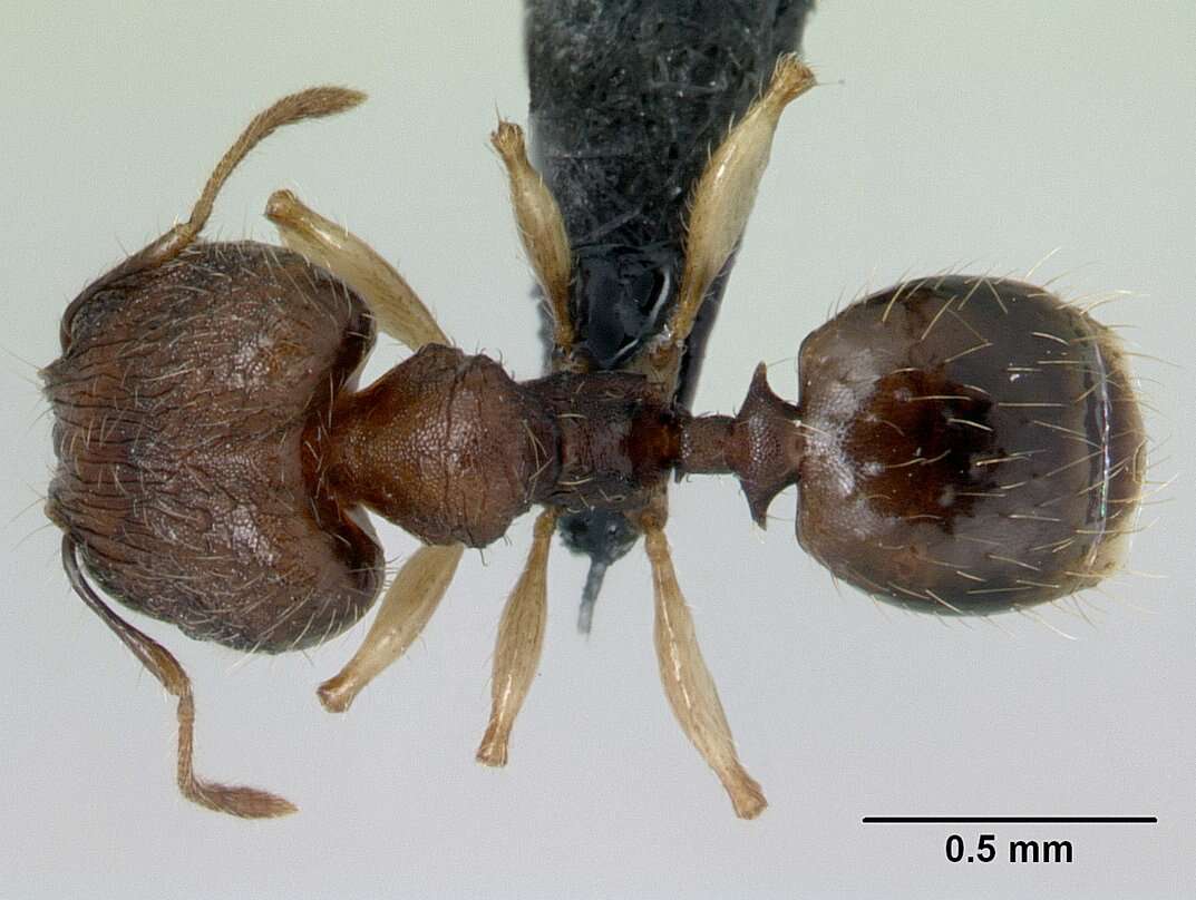 Image of Pheidole jonas Forel 1907