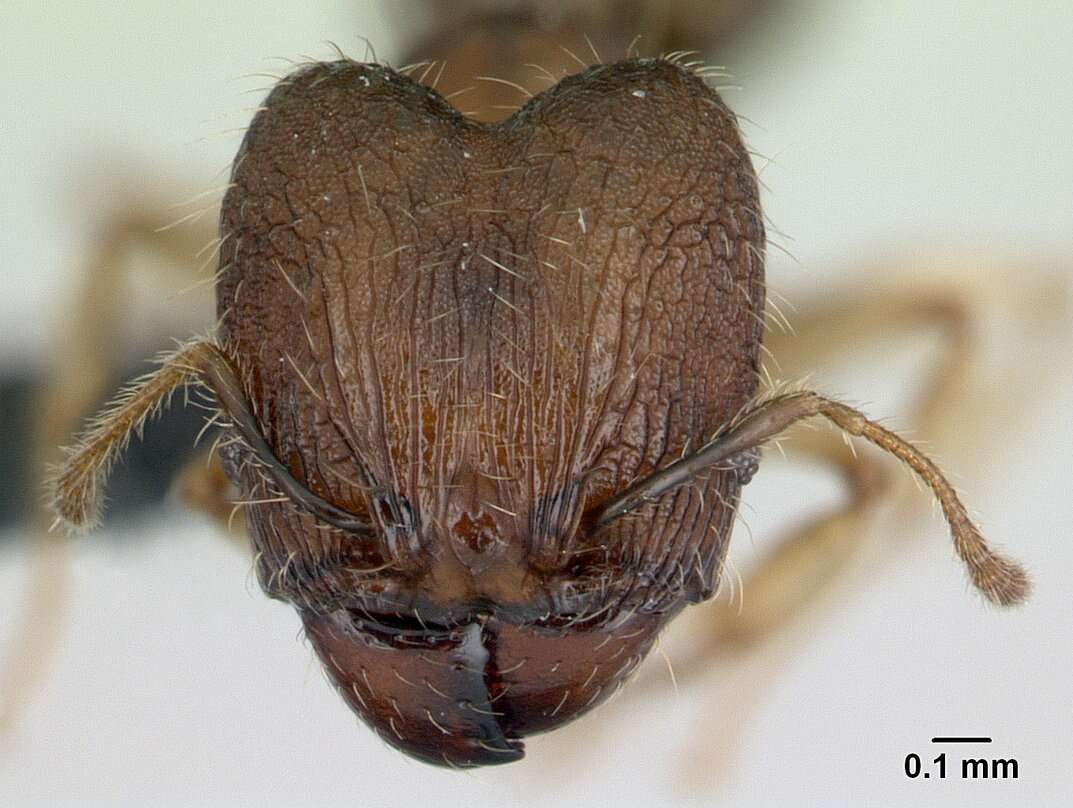 Image of Pheidole jonas Forel 1907