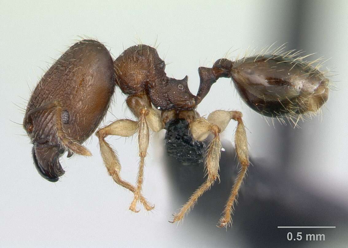 Image of Pheidole jonas Forel 1907