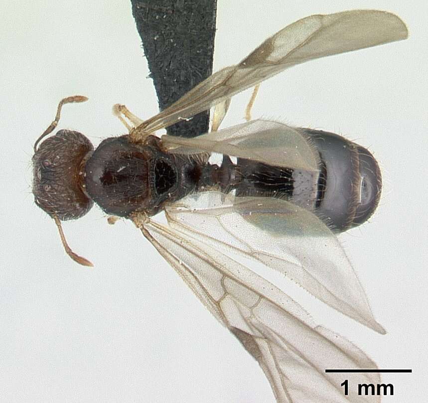 Image of Pheidole jonas Forel 1907