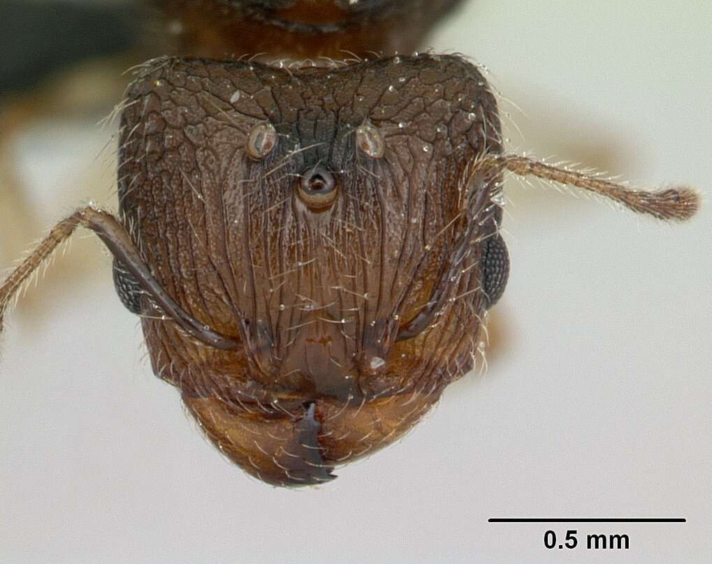 Image of Pheidole jonas Forel 1907