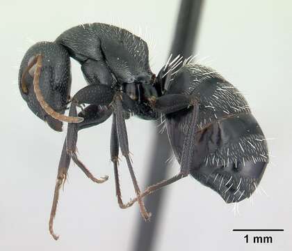 Image of Camponotus grandidieri Forel 1886