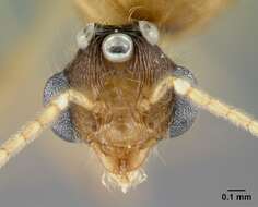 Image of Pheidole decepticon